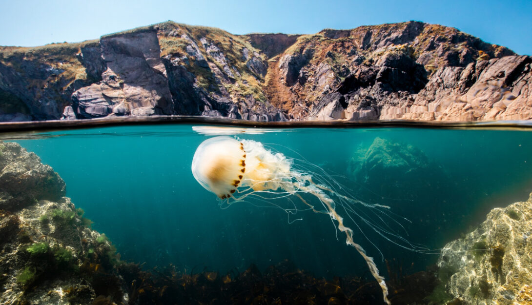 PFF: Ocean With David Attenborough (PG) (2025) 85 mins 1