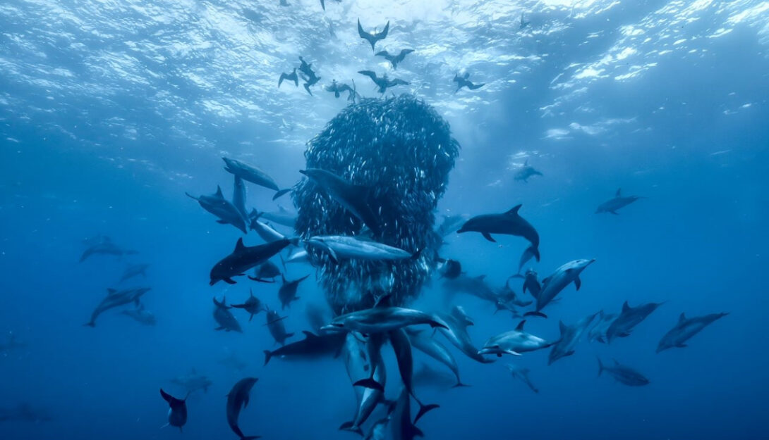 PFF: Ocean With David Attenborough (PG) (2025) 85 mins 2