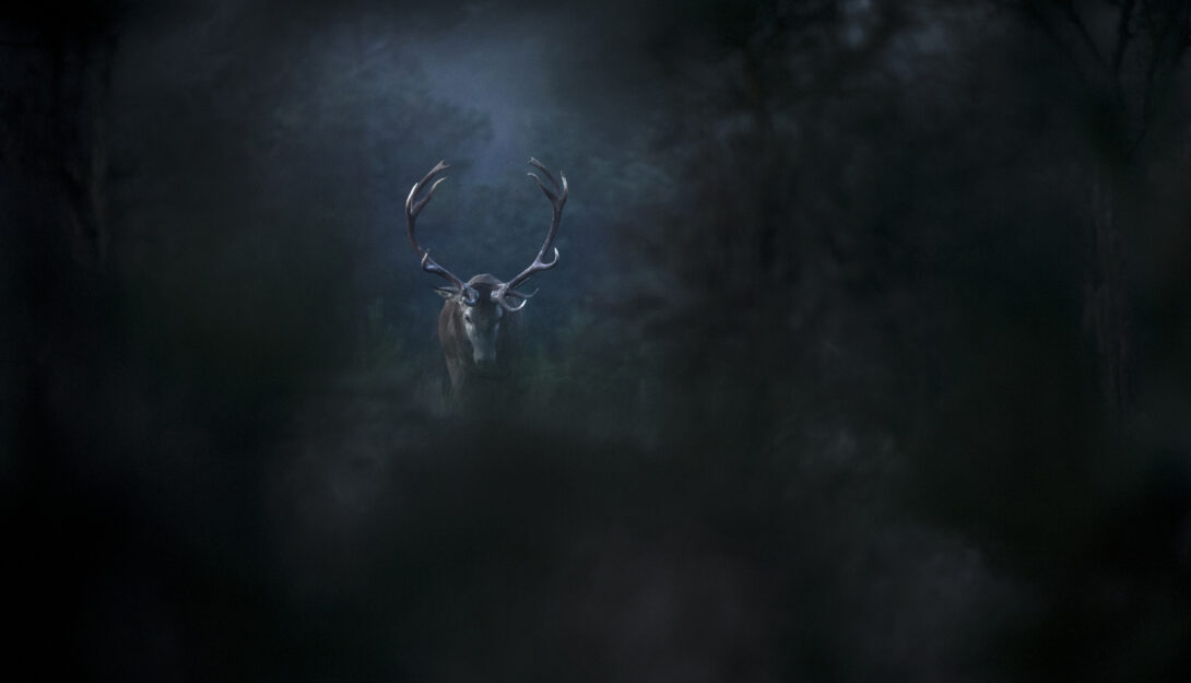 PFF: Preview - Whispers in the Woods (U) 95 mins